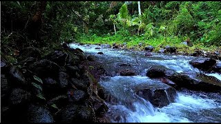 Relaxation river sound with nice landscape for deep sleep  sleep  relax  enjoy life  ASMR [upl. by Ednutabab880]