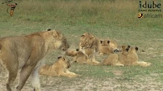 LIONS Following The Pride 17 Moving Into The Shade [upl. by Sung592]