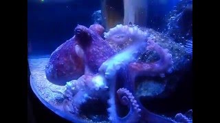 Octopus exploring tank [upl. by Beale]