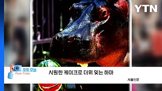 포토오늘 시원한 케이크로 더위 잊는 하마  YTN [upl. by Fugere329]