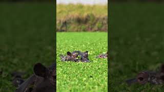 Hippos in Action 💚 wildlife kenya wildanimals wildlifephotography [upl. by Coffee505]