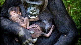 NGayla The Gorilla Gives Birth To TWINS [upl. by Kordula]