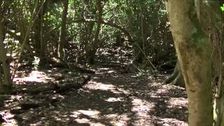 Kayaking the Wailua River to Secret Falls Kauai Hawaii [upl. by Ordnaxela]