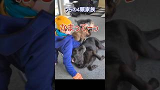 私、放置されてます ＃多頭飼い ラブラドールレトリバー フラットコーテッドレトリバー フレンチブルドッグ トイプードル 大型犬 ペット 面白 可愛い [upl. by Nwahsud358]