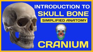 Skull Anatomy  Introduction To Skull Bones  Cranium [upl. by Carlotta298]