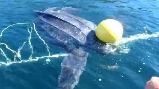 Giant Leatherback Sea Turtle Freed From Entanglement [upl. by Aiepoissac]