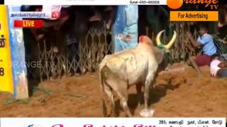 Alanganallur jallikattu 2017Sampiranipatti kovil maadu [upl. by Akimak893]