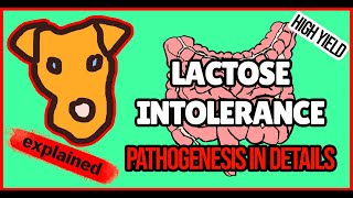 Pathogenesis of Lactose intolerance Mechanism of clinical symptoms Lactase deficiency EXPLAINED [upl. by Novad]