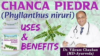 CHANCA PIEDRA PHYLLANTHUS NIRURI  USES AND BENEFITS DR VIKRAM CHAUHANMD  Planet Ayurveda [upl. by Ennairek868]