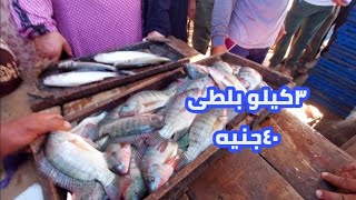 اول واخر مزاد شغال في المعديه وارخص اسعار بلطي وجمبرى [upl. by Frohne]