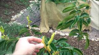 Arizona high desert garden tour with permaculture goals Backyard [upl. by Epilihp419]