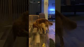 Daily dose of Golden Retrievers Playing [upl. by Maurene888]