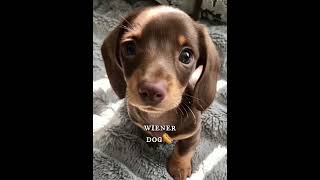 wiener dog wiener dog how did you get so long🌭 wienerdog dog cute shorts shortvideo [upl. by Pentha375]