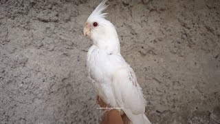 Cockatiel Chick Albino From Nono and His Female [upl. by Soalokin894]