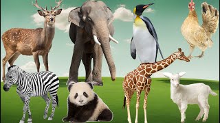 Wild Animal Sounds In Nature Penguin Moose Elephant Chicken Giraffe Zebra  Animal videos [upl. by Aitnahs139]