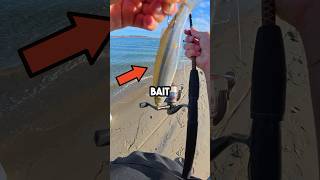 Live Bait Fishing fishingvideo livebaitfishing livebait [upl. by Rhodia]