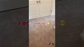 ✨Before amp After Carpet Dirt Stain Spot Cleaning carpetcleaning steamcarpetcleaning [upl. by Santini]