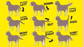 Interpret Dog Tail Wags How to Understand Dogs Body Language [upl. by Shiroma]