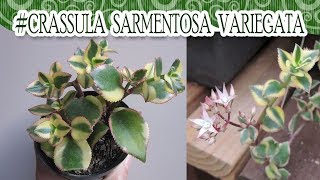 Suculentadodia  Crassula Sarmentosa Variegata [upl. by Hebert]