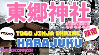 4K【東京女ひとり旅】原宿 東郷神社編 Togo Jinja Shrines  Harajuku Tokyo Japan traveljapan sightseeing [upl. by Anerom]