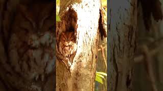 Master of Camouflage Eastern Screech Owl [upl. by Akinom]