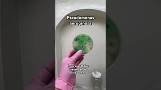 pseudomonas aeruginosa Bacteriologia Microbiologia 🧫🧫 [upl. by Letitia]