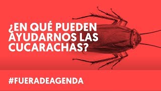 CUCARACHAS BENEFICIOSAS PARA TU SALUD  Fuera de Agenda  LAB [upl. by Noimad500]