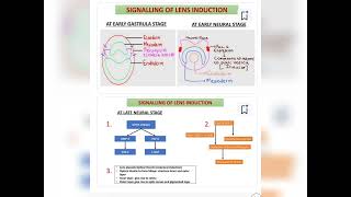 eye lens induction vertebrate 👁️ msc 3rd sem 📝📝✍🏻✍🏻 zoology 🔥🔥hindi notes 📝📝📝📝✍🏻✍🏻✍🏻 [upl. by Bergstrom]