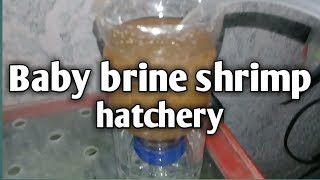 How to make baby BRINE SHRIMP EGGS hatchery  simple and easy  hendrix backyard [upl. by Misab]