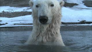 Polar Bear  Spy on the Ice Highlight Reel [upl. by Sclar]