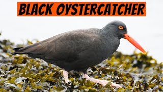 Learn This Bird — The Black Oystercatcher [upl. by Oiludbo]