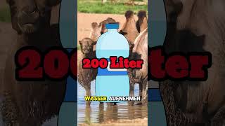 Ist wirklich Wasser im Kamelhöcker wissenswert info biologie facts tiere mythos natur [upl. by Aicilaf]