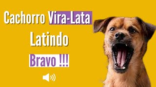 Latido de Cachorro ViraLata  BRAVO [upl. by Neliak293]