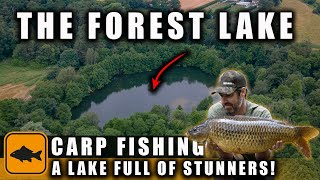 Carp Fishing in the The Forest Lake  Simon Dew [upl. by Alben]