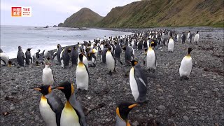 Macquarie Island Australia  TBS [upl. by Latsyrc]