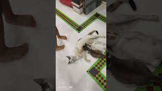 Liya ekhn bachhader niye basto🥰 viralshort everyone highlights cutebaby cat youtubeshorts [upl. by Iggep806]