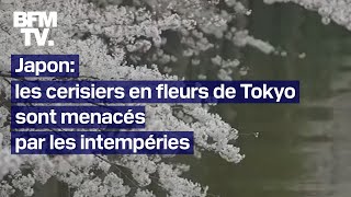 Les célèbres cerisiers de Tokyo sont menacés par les intempéries cette année [upl. by Eninotna]