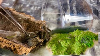 Revamping Her Enclosure  Cyriopagopus Sp Hati Hati PURPLE EARTH TIGER [upl. by Sadnak]