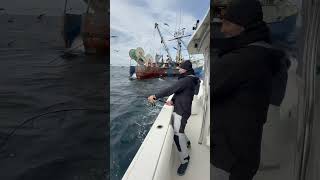 Tossing a dead dogfish shark next to a dragger and hooking a GIANT bluefin tuna fishing nature [upl. by Randal]