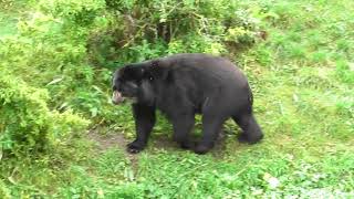 Andean bear  Chester Zoo [upl. by Hachman]