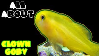 All About The Yellow Clown Goby [upl. by Anier892]