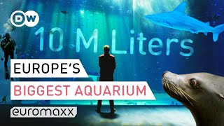 Europes Biggest Aquarium  Nausicaá France  Europe To The Maxx [upl. by Undis]