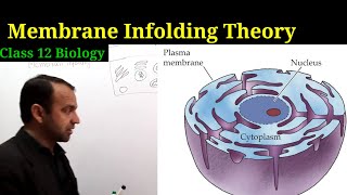 Membrane Infolding Theory class 12 Biology  Evolution [upl. by Eelinnej]