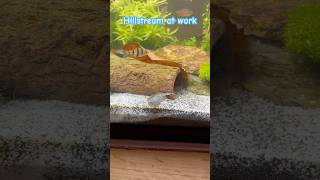 Hillstream Loach aquariumfish livefish tropicalaquarium [upl. by Mossberg964]