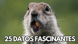 Marmotas 25 Datos Fascinantes [upl. by Nerraf817]