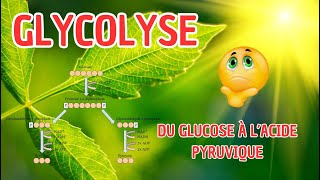 SVT2BAC  Glycolyse  Du glucose à l’acide pyruvique إنحلال الكليكوز svt bac [upl. by Miche]