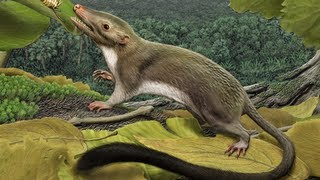 Researchers Reconstruct the Common Ancestor of Placental Mammals [upl. by Niattirb]