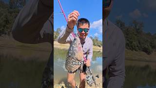 Using RIDICULOUS Bait To CATCH RIVER MONSTERS… GONE WRONG [upl. by Eugen896]