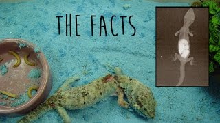 Facts About Sand Impaction In Leopard Geckos [upl. by Iadam652]