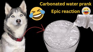 Carbonated Water PRANK on my Dog asmr [upl. by Yrahca]